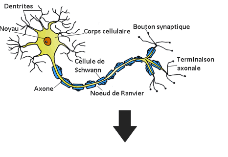 image de neurones - réseaux de neurones