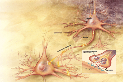 deux neurones, synapse - réseaux de neurones